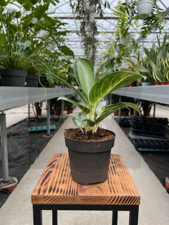 AGLAONEMA SILVER BLUE P12