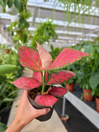 AGLAONEMA RED JOY P12