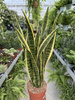 SANSEVIERIA LAURENTII P24