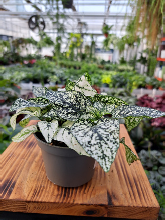 HYPOESTES BIAŁY - NIEDOŚPIAN P9