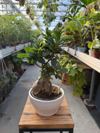 FICUS MICROCORPA GINSENG P16