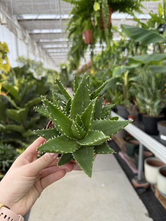 ALOE PERFOLIATA P12