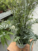 PAPROĆ PTERIS EVERGEMIENSIS P13