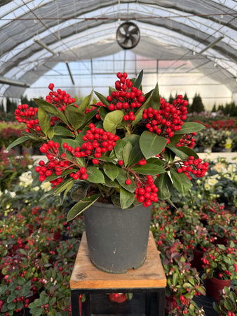 SKIMMIA OBSESSION P19