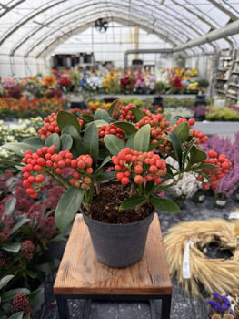 SKIMMIA TEMPTATION P15