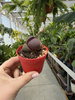LITHOPS PLEIOSPILOS NEL P6
