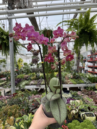 PROMOCJA PHALENOPSIS ORANGE AROMIO FLORAL P12
