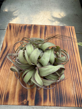 TILLANDSIA STREPTOPHYLLA P8