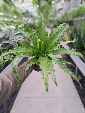 PAPROĆ ASPLENIUM OSAKA P17
