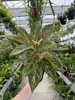 AGLAONEMA COCOMELON P19