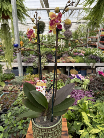 PHALENOPSIS LIMITED 53 P12