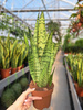 SANSEVIERIA ZEYLANICA P14