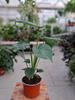 MONSTERA DELICIOSA P12
