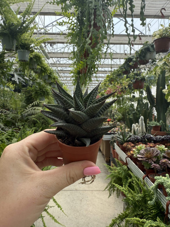 ALOE P5,5