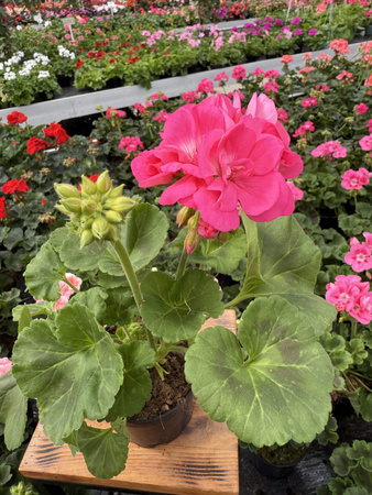 PELARGONIA STOJĄCA RÓŻOWA ZESTAW 6 SZTUK