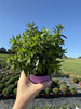 ASTER NOWOBELGIJSKI MAGIC LAVENDER P13 - LAWENDOWY