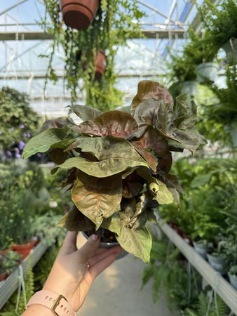 SYNGONIUM MARIA P13