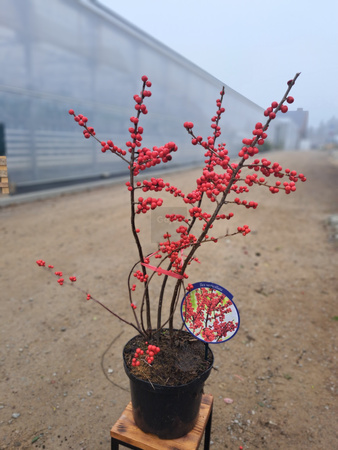 OSTROKRZEW OKÓŁKOWY