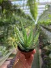 ALOE HUMILIS P5,5