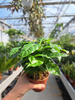 COFFEA ARABICA P9