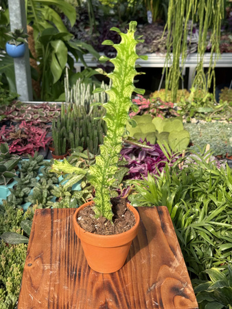 EUPHORBIA LACTEA VARIEGATA P8