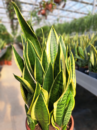 SANSEVIERIA FUTURA SUPERBA P23