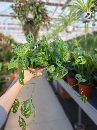 MONSTERA ACUMINATA P13