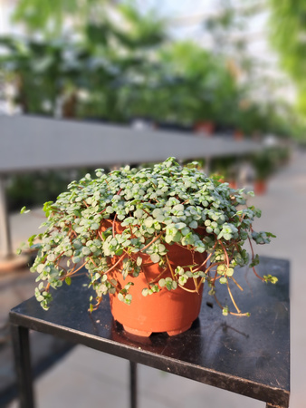 PILEA GLAUCOPHYLLA GREYZY P10