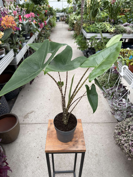 ALOCASIA ZEBRINA P14