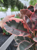 FICUS ELASTICA BELIZE P27