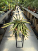 LEPISMIUM CRUCIFORME ROJO P15