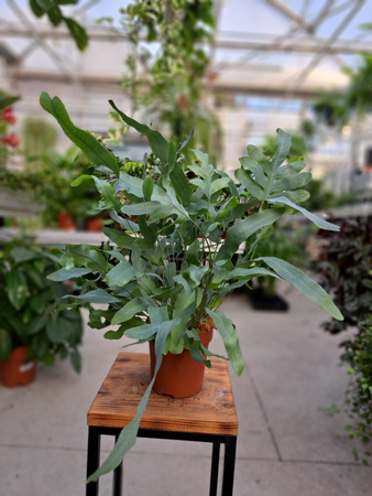 PAPROĆ PHLEBODIUM AUREUM BLUE STAR P12