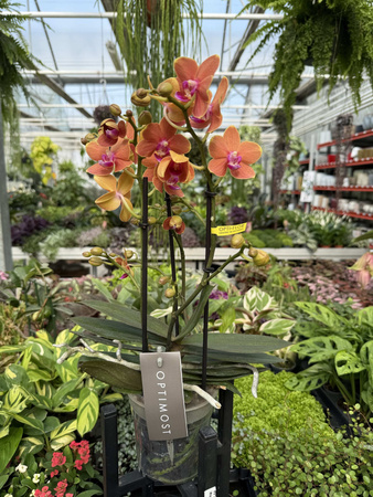 PHALENOPSIS PAPRIKA P12