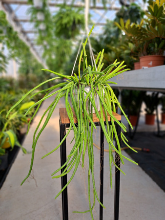 SELENICEREUS WERCKLEY P16