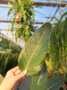 STRELITZIA REGINAE P24