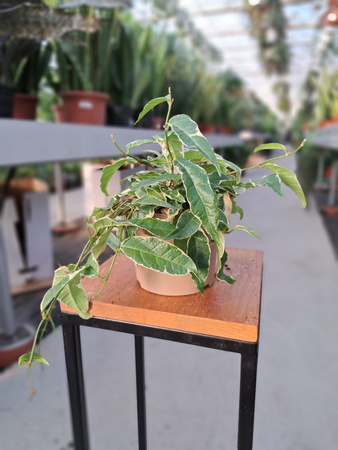FICUS SAGITTATA P12