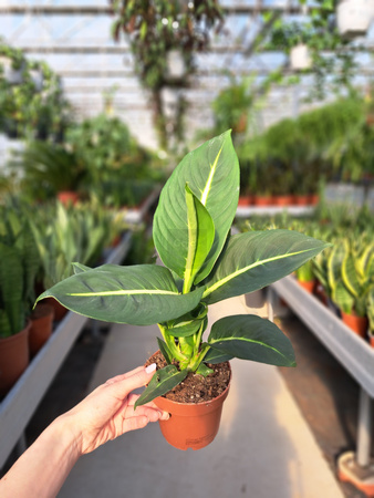 DIEFFENBACHIA GREEN MAGIC P12