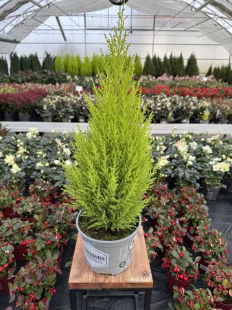 CYPRYSIK GOLDCREST WILMA 60 P17