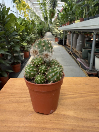 CHAMAECEREUS UBINK RED P5,5