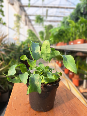 PAPROĆ PHLEBODIUM AUREUM BLUE STAR P9