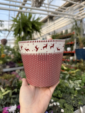 OSŁONKA X-MAS RENIFERKI