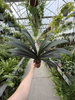 CLIVIA ORANGE P13