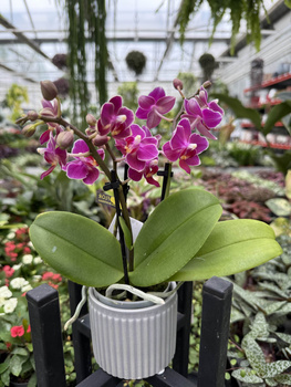 PHALENOPSIS AROMIO FRUITY MINI P7 PROMOCJA