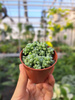 SEDUM BURRITO P5,5