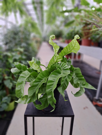 PAPROĆ ASPLENIUM HURRICANE P17