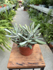COTYLEDON OCTOPUS P12