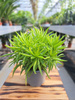 PEPEROMIA HAPPY BEAN P9