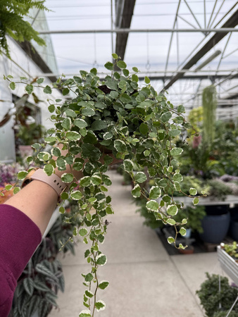 FICUS SAGITTATA BIAŁY P12