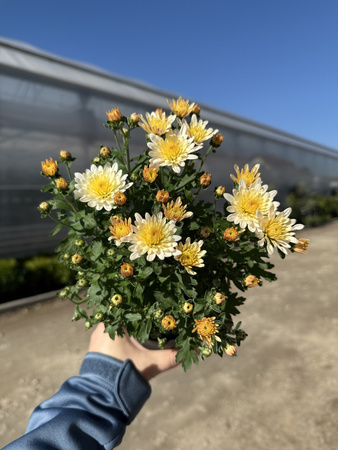 CHRYZANTEMA DROBNOKIATOWA KREMOWA MINI P11