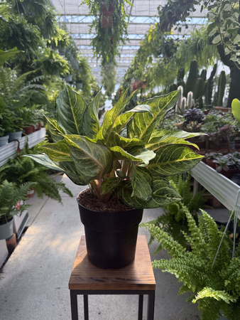 AGLAONEMA CHARTREUSE PRET P19
